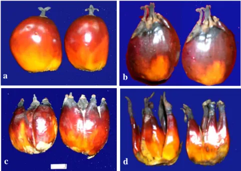 Gambar 18. Tingkat abnormalitas pada buah. (a) Buah normal, (b) Buah   abnormal ringan, (c) Buah abnormal berat, (d) Buah abnormal  sangat berat  