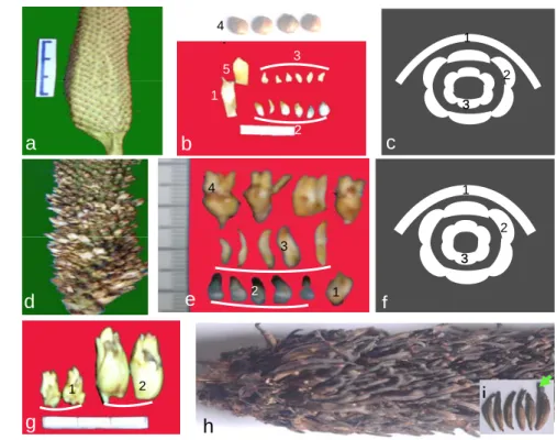 Gambar 15. Spikelet dan bagian organ bunga jantan normal (a,b&amp;c) dan  abnormal (d,e&amp;f)