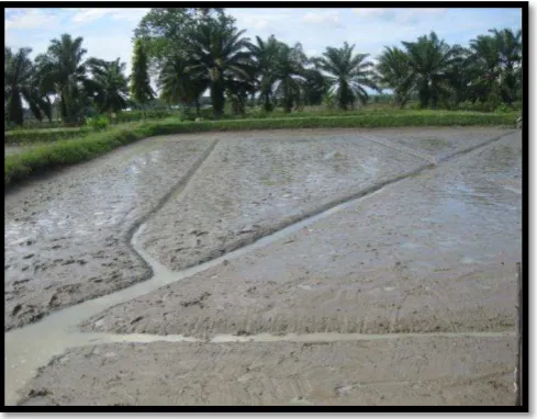 Gambar 5. Kemalir pada kolam 
