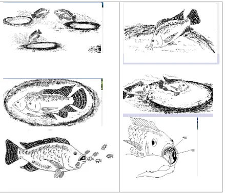 Gambar 6. Proses Pemijahan Nila 