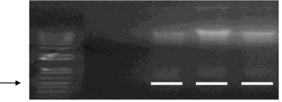 Gambar 3 Hasil uji PCR ikan koi yang terinfeksi KHV 