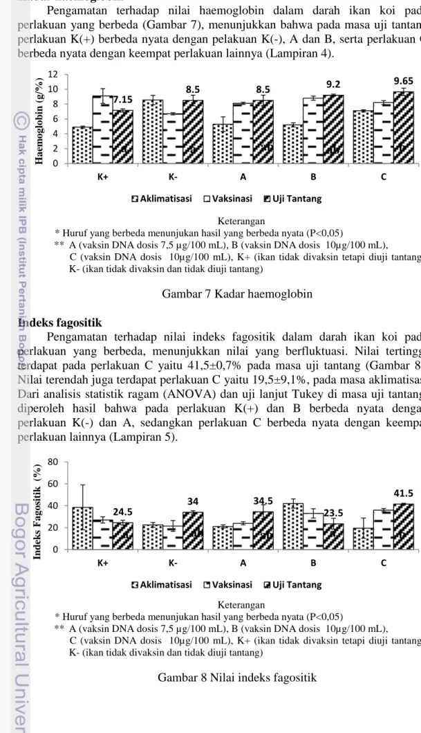 Gambar 7 Kadar haemoglobin  Indeks fagositik 