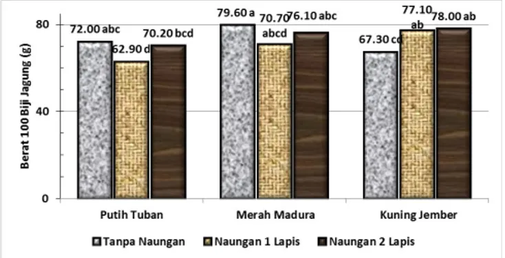Grafik 6.  Pengaruh perbedaan naungan dan varietas terhadap berat 100 biji jagung yang menunjukkan adanya interaksi berbeda nyata 