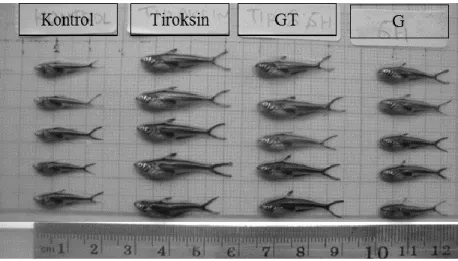 Gambar  4.  Panjang  total  (mm)  ikan  patin  siam  (Pangasianodon  hypopthalmus)  pada  setiap  perlakuan  saat  panen  umur  12  hari