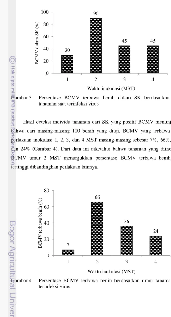Gambar 3    Persentase  BCMV  terbawa  benih  dalam  SK  berdasarkan  umur  tanaman saat terinfeksi virus 