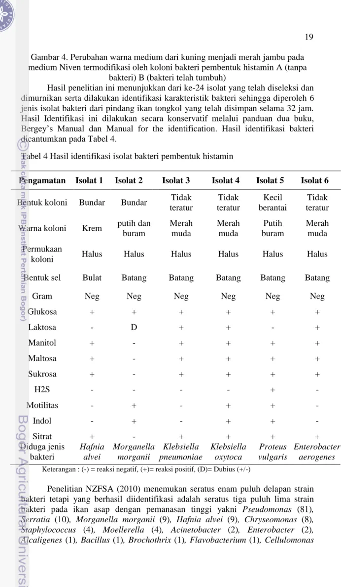 Tabel 4 Hasil identifikasi isolat bakteri pembentuk histamin 