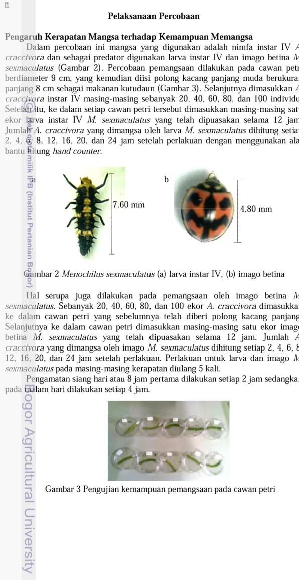 Gambar 2  Menochilus sexmaculatus  (a) larva instar IV, (b) imago betina 