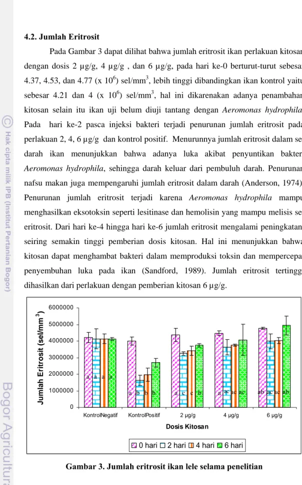 Gambar 3. Jumlah eritrosit ikan lele selama penelitian 