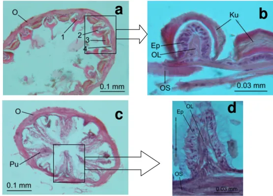 Gambar 6 Penampang melintang proventrikulus rayap kasta prajurit N. bosei (a,b) bagian anterior,  (c,d) bagian posterior