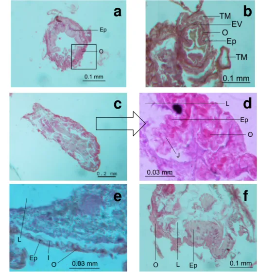 Gambar 8 Penampang melintang usus belakang rayap kasta prajurit N. bosei: (a) saluran pendek,  (b) enteric valve, (c,d) kantung    rektum, (e) kolon, (f) rektum