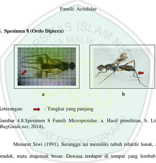 Gambar  4.8.Spesimen  8  Famili  Micropezidae.  a.  Hasil  penelitian,  b.  Literatur  (BugGuide.net, 2014),  