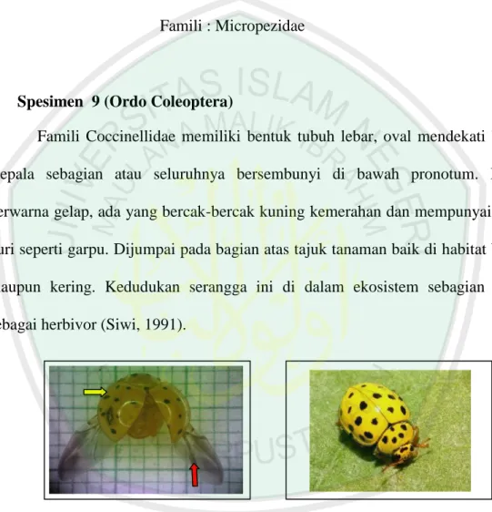 Gambar  4.9.Spesimen  9  Famili  Coccinellidae  1.  a.  Hasil  penelitian,  b.  Literatur  (BugGuide.net, 2014)