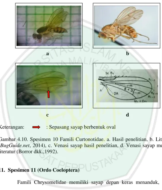 Gambar  4.10.  Spesimen  10  Famili  Curtonotidae.  a.  Hasil  penelitian,  b.  Literatur  (BugGuide.net, 2014), c