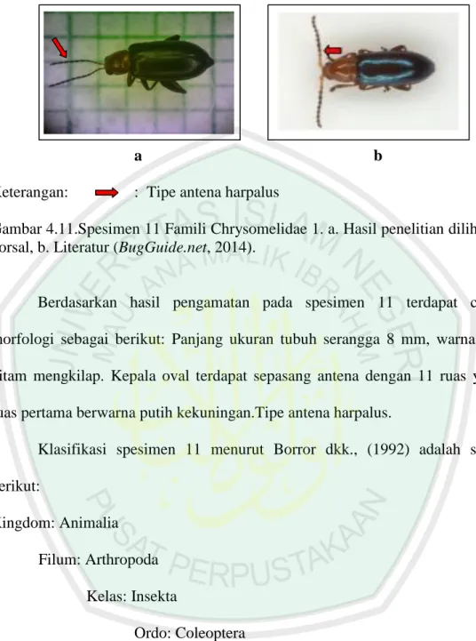 Gambar 4.11.Spesimen 11 Famili Chrysomelidae 1. a. Hasil penelitian dilihat dari  dorsal, b