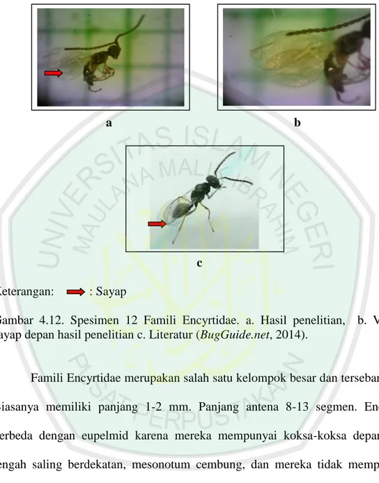 Gambar  4.12.  Spesimen  12  Famili  Encyrtidae.  a.  Hasil  penelitian,    b.  Venasi  sayap depan hasil penelitian c