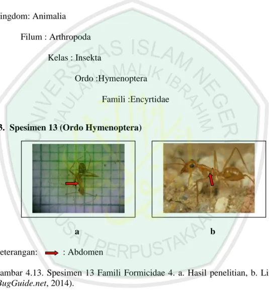 Gambar  4.13.  Spesimen  13  Famili  Formicidae  4.  a.  Hasil  penelitian,  b.  Literatur  (BugGuide.net, 2014)