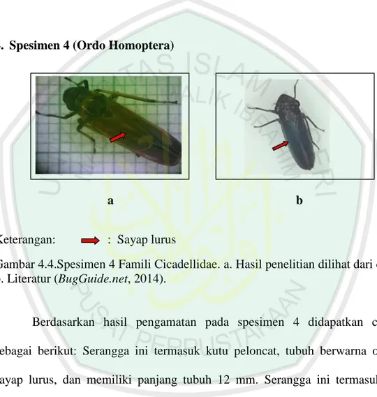 Gambar 4.4.Spesimen 4 Famili Cicadellidae. a. Hasil penelitian dilihat dari dorsal,  b