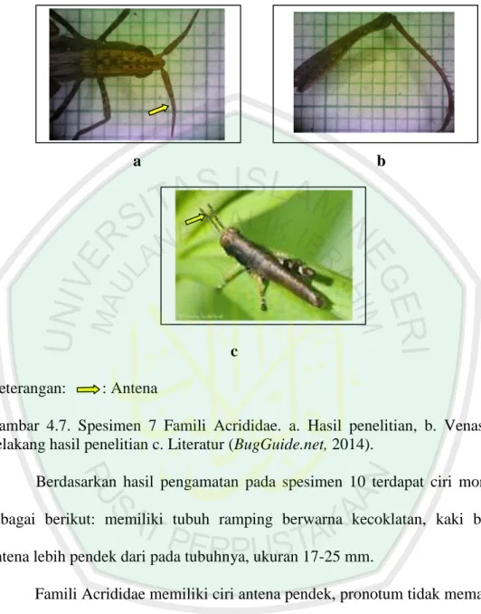 Gambar  4.7.  Spesimen  7  Famili  Acrididae.  a.  Hasil  penelitian,  b.  Venasi  kaki  belakang hasil penelitian c