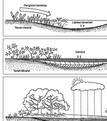 Gambar 1. Proses pembentukan gambut di daerah cekungan lahan basah: a. Pengisian danau dangkal oleh vegetasi lahan basah, b