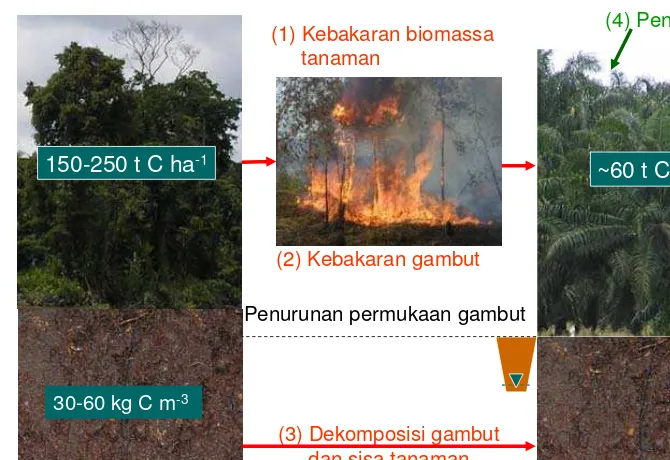 Gambar 8. Skema proses emisi dan penambatan karbon yang berhubungan dengan pembukaan hutan gambut menjadi lahan perkebunan