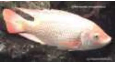 Gambar 1. Ikan nila (Oreochromis niloticus) 