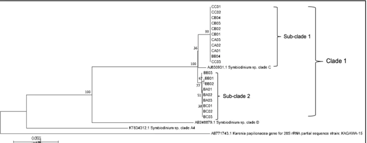 Gambar 4. Pohon Filogenetik Hasil Analisis Neighbor Joining pada  Zooxanthella dari Sampel Acropora muricata 