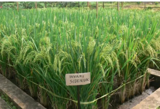 Gambar 3.1. Varietas Padi Sidenuk 