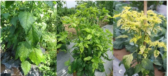 Gambar 5.1  Tanaman  cabai  dengan  gejala  klorosis  (A),  tanaman  cabai  dengan  gejala  mosaik (B) dan tanaman cabai dengan gejala (C) kuning 