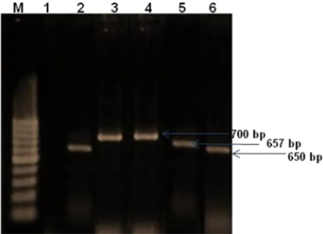 Gambar 5.10  Hasil  amplifikasi  gen CP  dengan  metode  PCR.M=Marker  DNA  100 bp  (BioRad);  (1)=  kontrol  negatif  (tanaman  sehat);(2)=  tanaman  cabai  CMV; (3)= tanaman cabai PepYLCV; (4)= gulma Commelina PepYLCV  (5)= gulma Commelina Pe VYV; gulma 