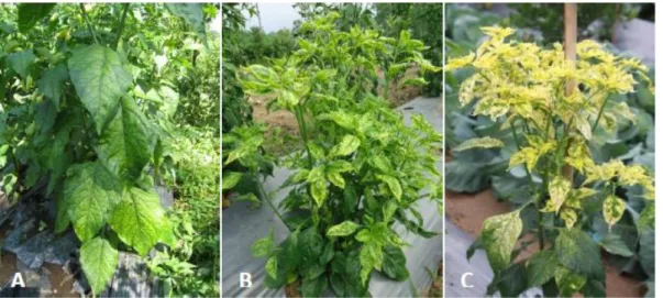 Figure 1  Three different viral symptom types, yellow vein banding (A), mosaic (B) and  yellowing (C) affected chili pepper in Bali region