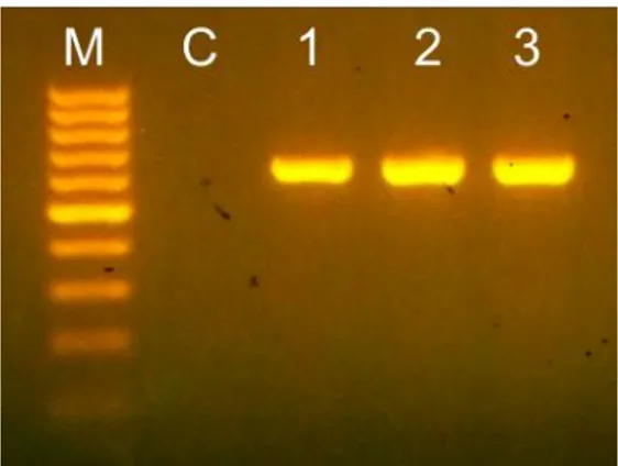 Figure 2  Reverse  transcription-polymerase  chain  reaction  (RT-PCR)  using  Polerovirus  universal  primer  subjected  to  total  RNA  extracted  from  interveinal  chlorosis  exhibiting chili pepper plant sample 1, 2, and 3 obtained from Bali fields