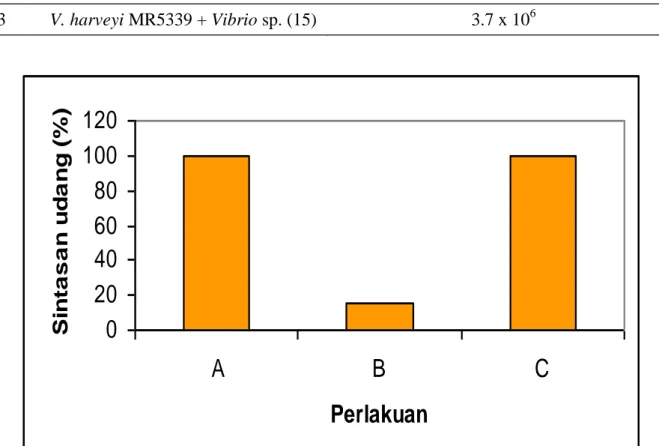 Tabel 3.  Jumlah koloni bakteri V. harveyi MR5339 yang tumbuh pada media TCBS pada kultur  bersama pada nilai OD yang sama (OD = 0.3) 