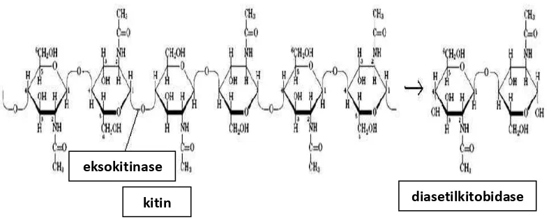 Gambar 2. Reaksi pemutusan ikatan β-1,4 pada bagian internal mikrofibril kitin 