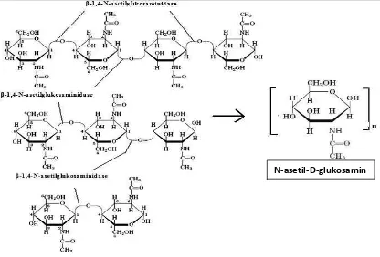Gambar 4. Reaksi pemutusan diasetilkitobiose, kitotriose dan kitotetraose dan 