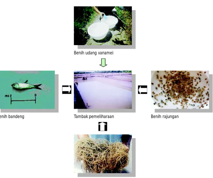Gambar 1. Benih udang vanamei, rajungan, rumput laut, dan benih ikan bandeng yang dipelihara secara polikultur