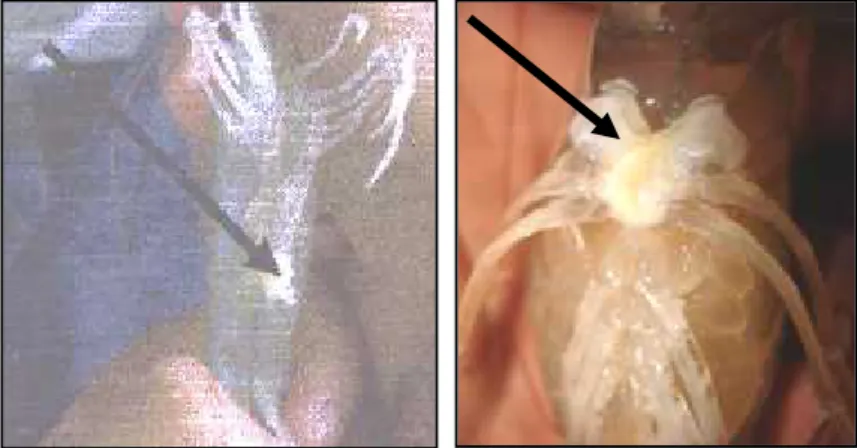Gambar  6 : a. sperma yang menempel pada kaki renang (salah) b. sperma yang menempel pada telycum (benar)