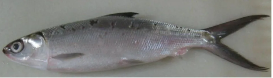 Gambar 2.7. Ikan Bandeng  Sumber : http://www.liveaquaria.com