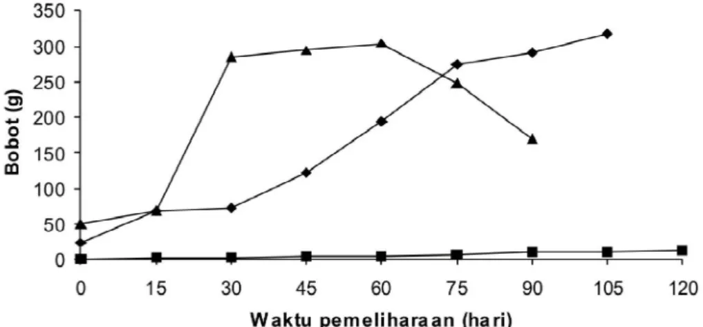 Gambar  1. Pertumbuhan  bobot  ikan  nila,  udang  windu  dan  rumput  laut selama  penelitian