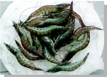 Gambar 2. Udang  vanamei  hasil  panen  dari  tambak percobaan Punaga Takalar