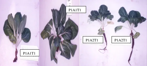 Gambar 4.  Tanaman Pakchoy (Brassica rapa L.) setelah panen dengan memakai  pupuk PK + ALTI (minggu ke-5) 