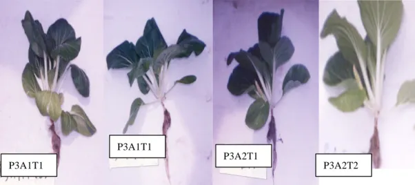 Gambar 6.  Tanaman Pakchoy (Brassica rapa L.) setelah panen dengan memakai  pupuk AB Mix (minggu ke-5) 