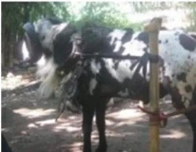 Gambar II.1. Bulu Baracak 
