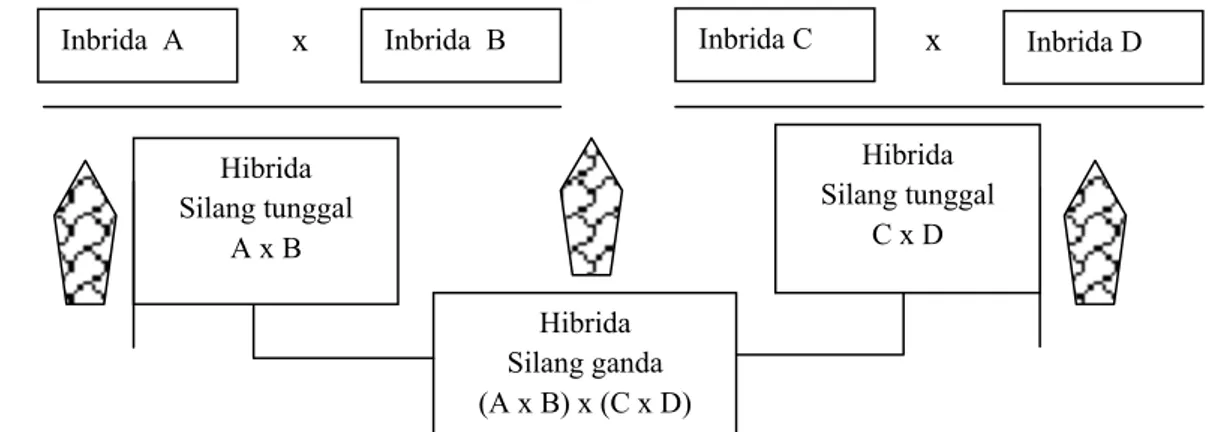 Gambar 1. Pembentukan Hibrida Silang Tunggal dan Silang Ganda 