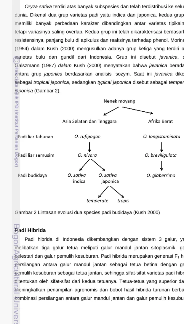 Gambar 2 Lintasan evolusi dua species padi budidaya (Kush 2000) 