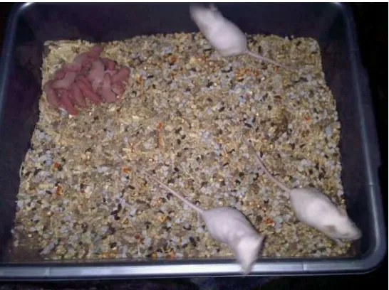 Gambar 9 Anakan tikus pertama 13 Maret 2014 (berhasil)  