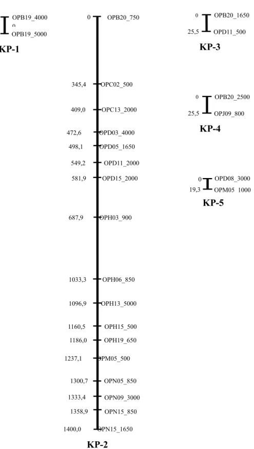 Gambar 3. Peta pautan genetik tetua betina, dibentuk dengan nilai LOD minimum 3,0 dan  fraksi rekombinasi maksimum 0,25.