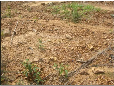 Gambar   1.   Kondisi tanah pucuk pada salah satu lahan bekas tambang. Tanah terlihat  secara fisik dan kimia tanah tidak subur