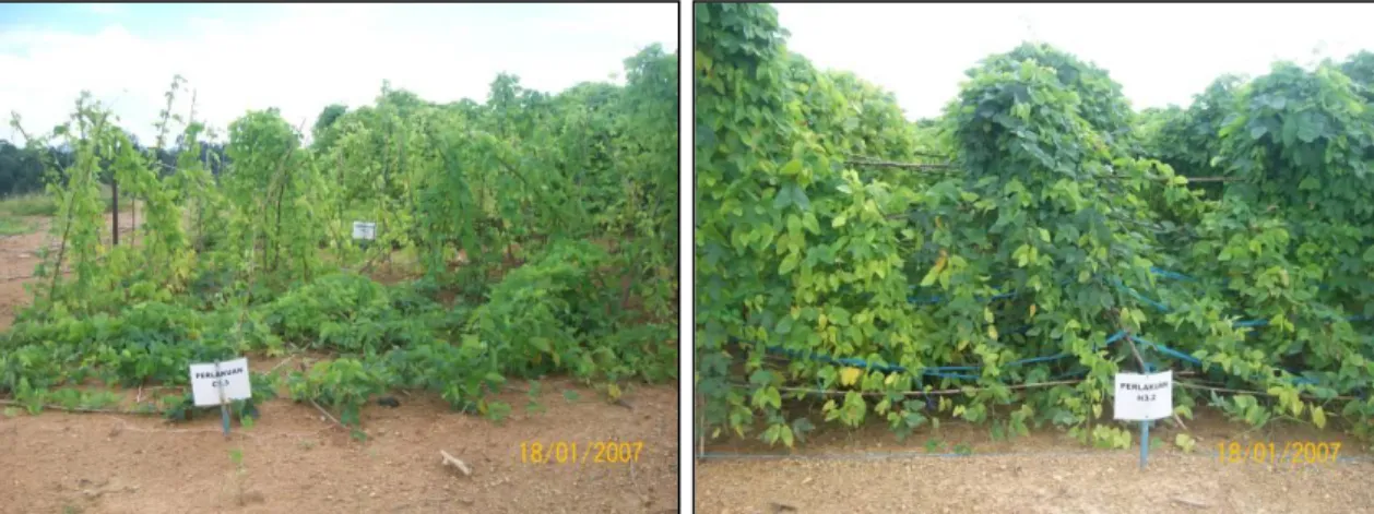 Gambar 2.  Perbaikan kualitas tanah pucuk. Tanaman  Mucuna sp. pada petak kontrol  (kiri),  Mucuna  sp