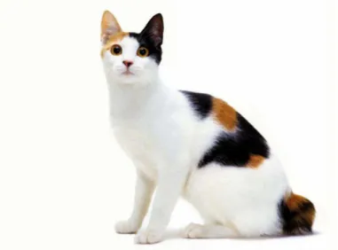 Gambar 2.1.5.15. Contoh gambar kucing Japanese Bobtail 