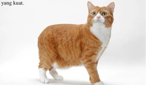 Gambar 2.1.5.19. Contoh gambar kucing Manx 